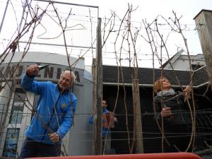 4. rez potomke stare vinske trte v Šmartnem ob Paki 3